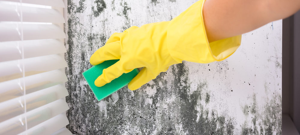 DIY Mold Cleaning Guide