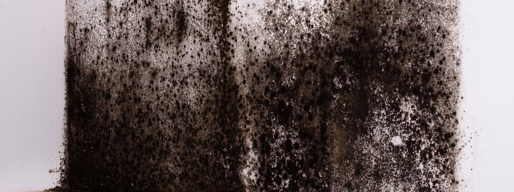 What is the Difference Between Black Mold and Mildew? Are They The Same?