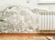 4 Tips to Prevent & Stop Mold From Spreading
