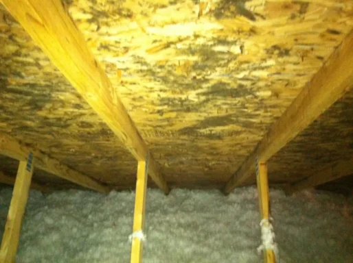 attic before mold remediation treatment