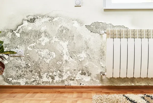 mold on a plaster wall