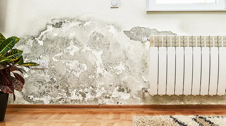 mold on a plaster wall