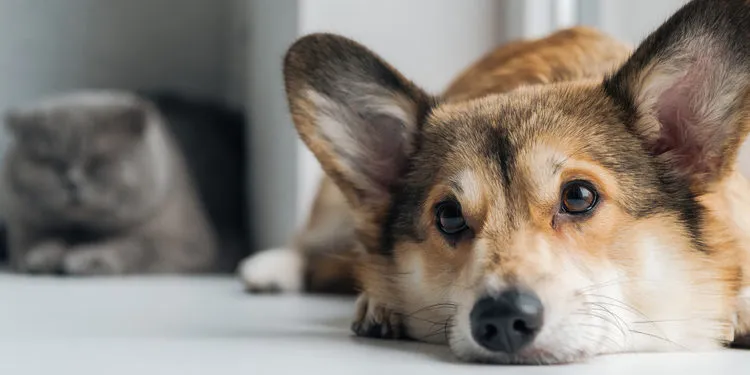 How Does Black Mold Affect Your Four-Legged Family Members?