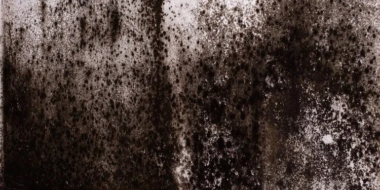 a surface covered with black mold or mildew