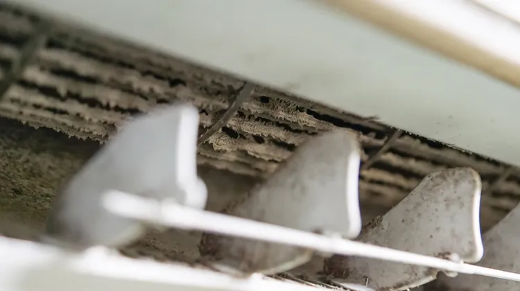 HVAC Mold: Here is What You Need to Know Part 1