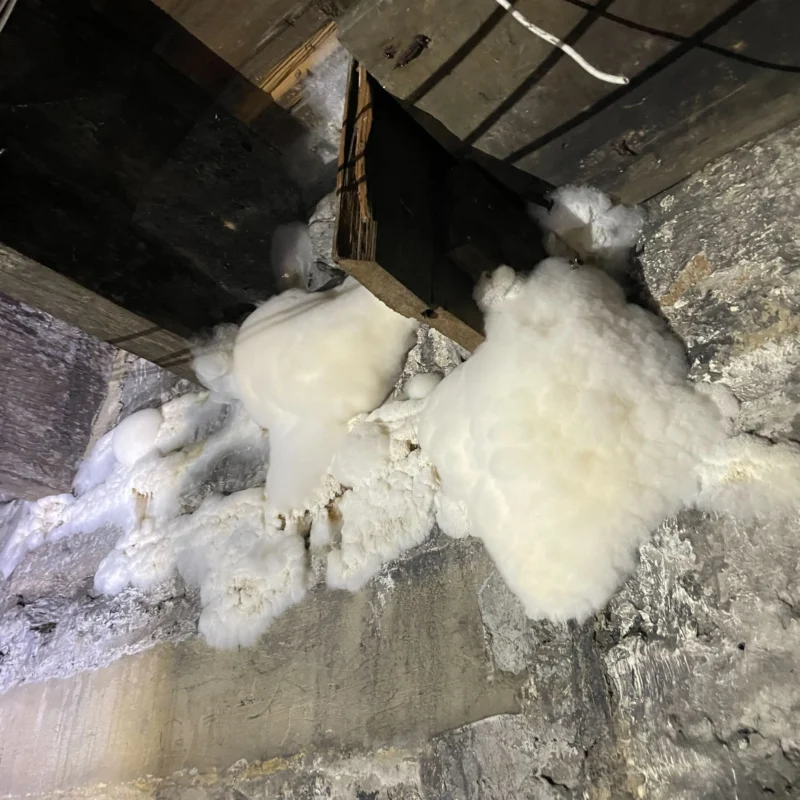 white fungal growth on basement concrete