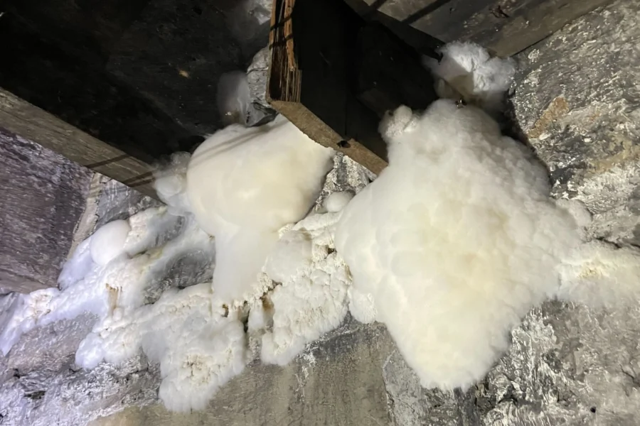 white fungal growth on basement concrete