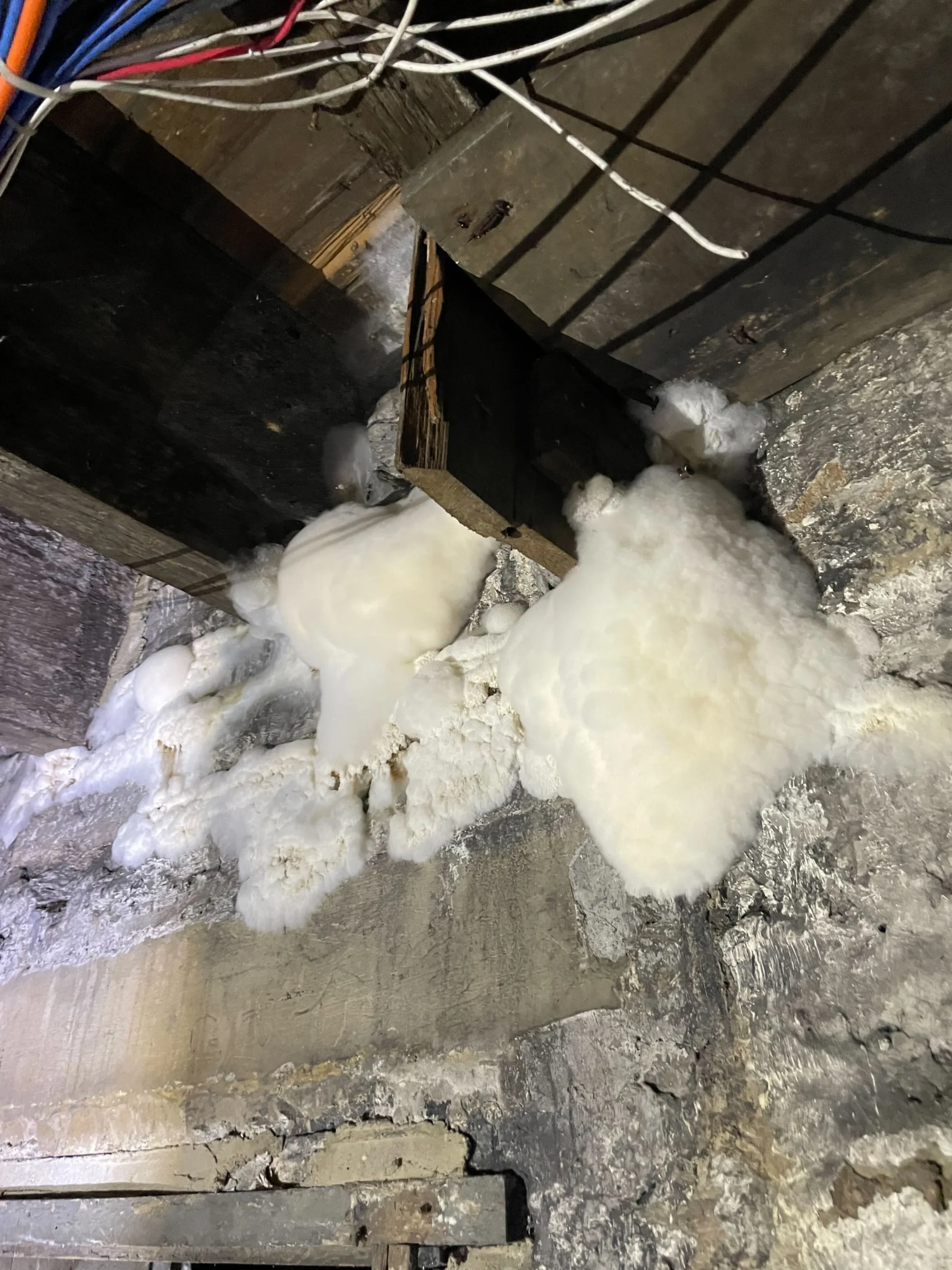 Is This Mold? – Fluffy White Substance in Basement