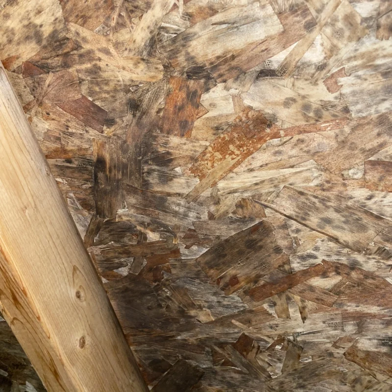 mold on attic sheathing