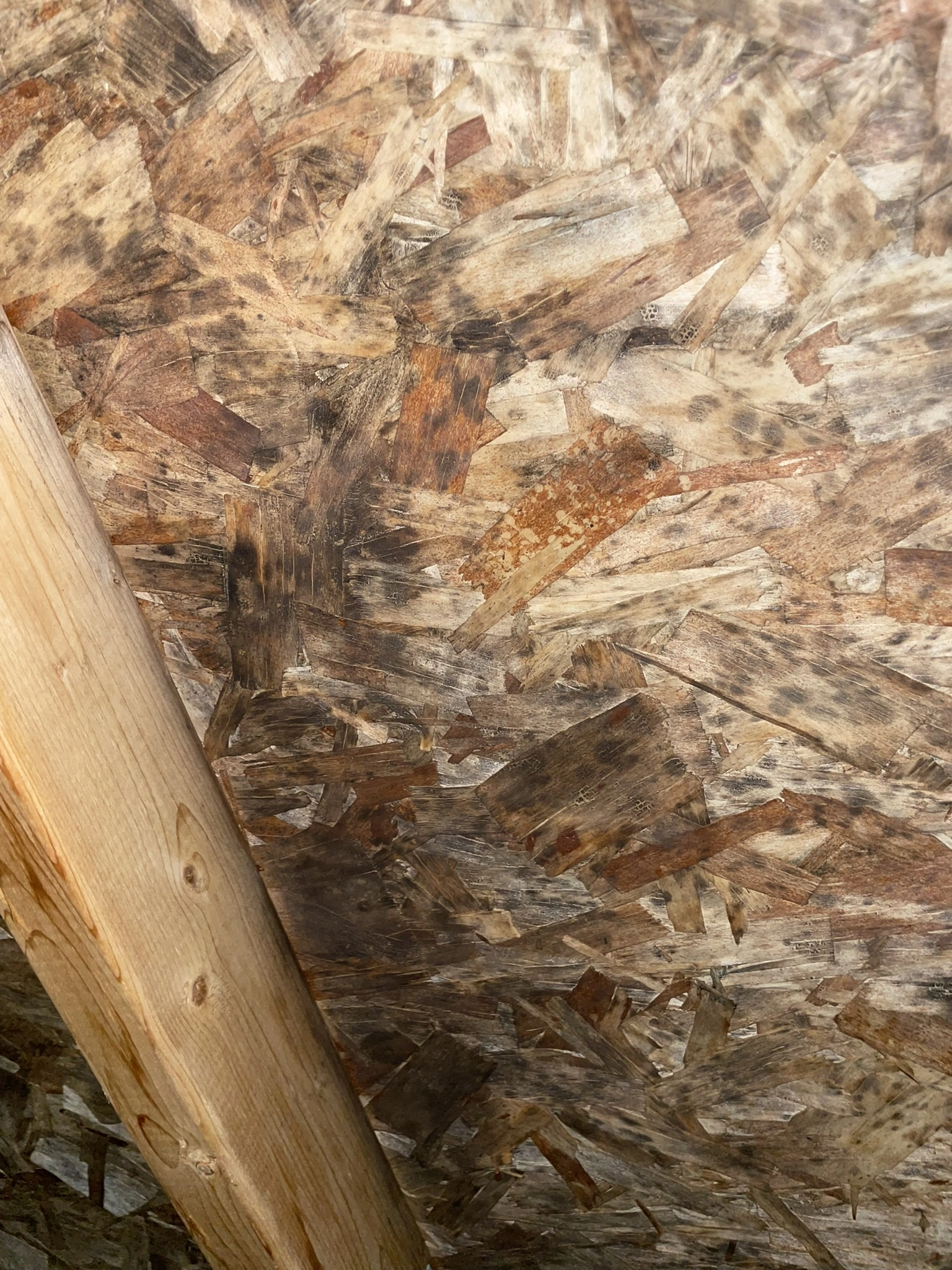 Is This Mold? Attic Decking