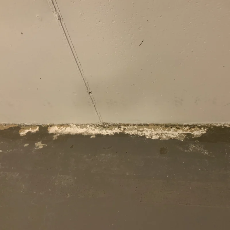 white powdery substance on basement floor