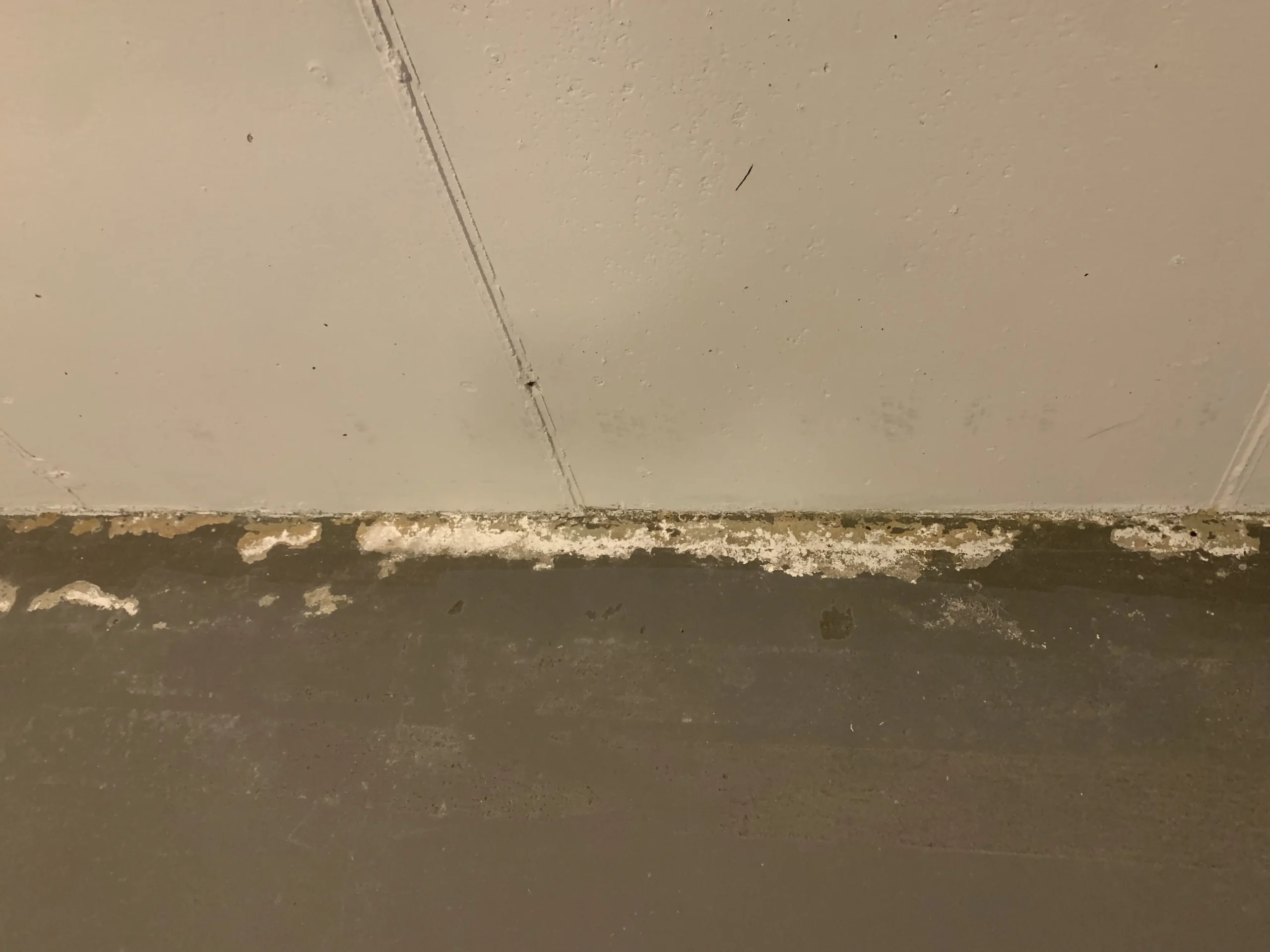 Is This White Powder in My Basement Mold?